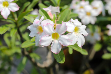 Adenium obesum white flowers. Green leaves
