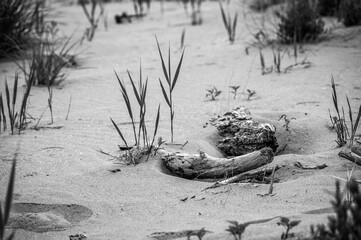 Between the plain and the sea. The lighthouse of Bibione, the dunes and its natural environment.