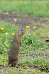 Ground squirrel colony (Syslovisko Biele vody), National park Muranska Planina, Slovakia