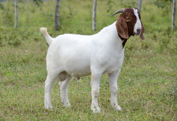 Young male boer goats on the farm