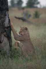 A young lioness sharpening her claws at a tree while looking into the distance, Kruger National Park. 