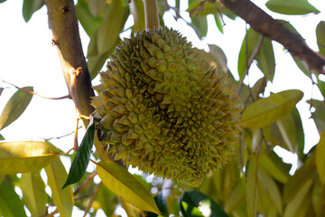 Durian fruit on tree, Thai durian fruit garden