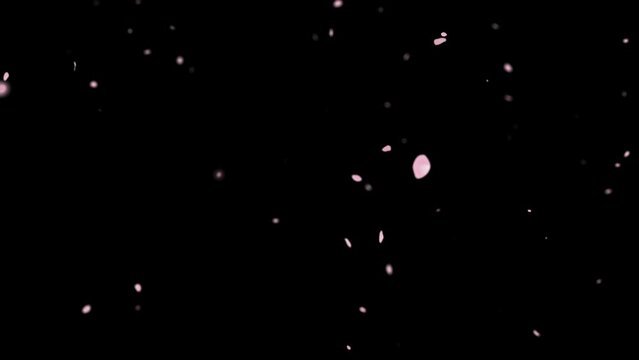 Pink cherry blossom petals falling gracefully on transparent background