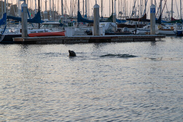 Sea Lion frolicking in the water