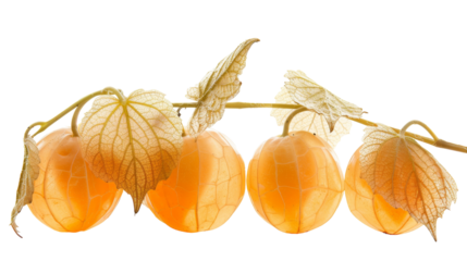 A cluster of various fruits hanging from a tree branch, ready for picking