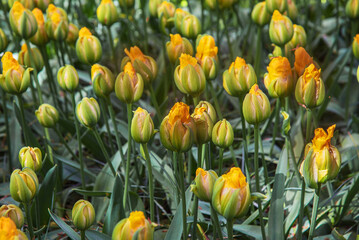 Exotic varieties of yellow tulips Vanille coupe. Flowers for gardens, parks