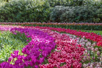 Field of exotic varieties of colorful tulips in the Netherlands. Flowers for gardens, parks