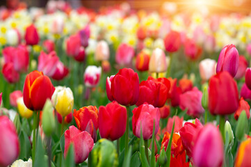 Tulips in the park in the sunlight