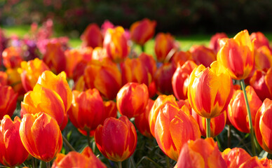 Tulips flowers blooming in the spring