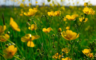 Wild yellow flower on the field