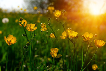 Spring yellow flowers on a field