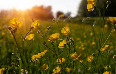 Yellow flowers on a field