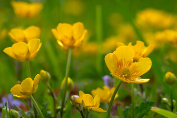 Wild yellow flower on the field