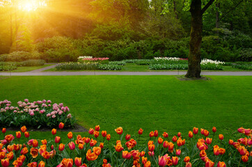 Tulips in the park in the sunlight