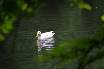 Wasservogel in der Natur-Stilles Wasser, einsame Ente