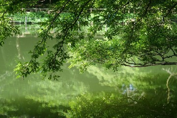 Naklejka premium 井の頭公園内の池の風景