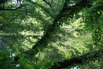 井の頭公園の風景