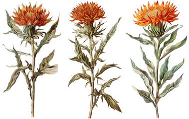 Safflower isolated on transparent background, old botanical illustration