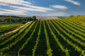 Vineyards with flovers near Cejkovice, Southern Moravia, Czech Republic