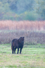 Horses in Hortobagy National Park, UNESCO World Heritage Site, Puszta is one of largest meadow and steppe ecosystems in Europe, Hungary