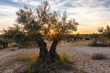 A cultivated olive tree field during sunset in the Mediterranean region which is known for its warm and sunny climate and thus ideal for farming these fruits.