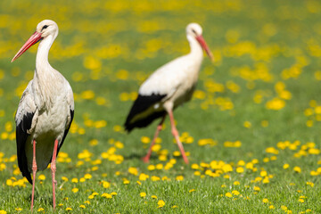 Fototapeta premium White stork (ciconia ciconia), National park Polana, Slovakia
