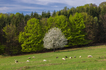 Sheep and goat herd in Polana mountains, Slovakia © Richard Semik