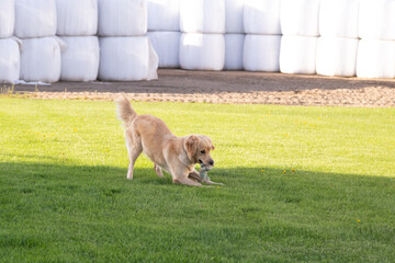 
Golden retriever farm dog playing with plush toy, with plastic-wrapped hay bales in the background...