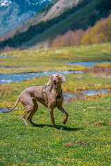 A young Weimaraner Braco dog waiting and watching in a field. Weimaraner dog standing in a mountain field.