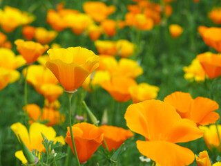Kalifornische Mohn (Eschscholzia californica)	
