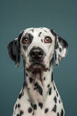 Dalmatian Dog with Intense Gaze - Muted Teal Background