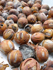 Dry nutmeg cluster, peeled skin, aril surrounding nutmeg seed dried under the sun.