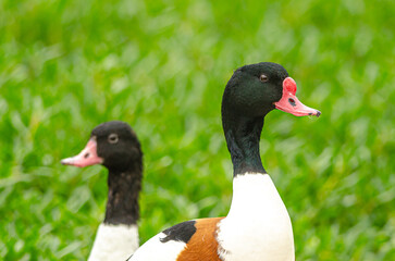 Shelduck at Al Areen Wild Life Park, Bahrain