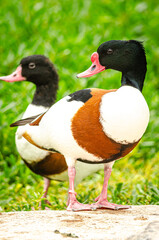 Shelduck at Al Areen Wild Life Park, Bahrain