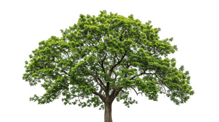A tree with vibrant green leaves stands against a white background