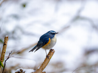 Fototapeta premium 雪の日に森の中で枯れ木に留まっているルリビタキの雄