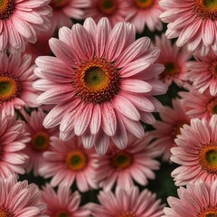 Fototapeta premium Pink and white chrysanthemum. Creating Ai