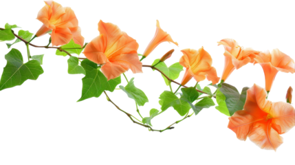 A branch displaying vibrant orange flowers contrasted by lush green leaves