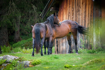 alpine farming- horses living in summer on the alpine pasture