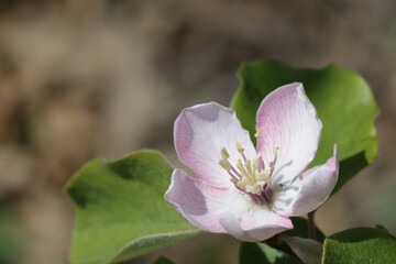 Single pink quince flower in full bloom with blurred background