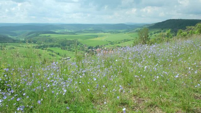 Linum perenne Wilder Lein an einem Trockenhang oberhalb Teichel im Landkreis Saalfeld-Rudolstadt Th&uuml;ringen