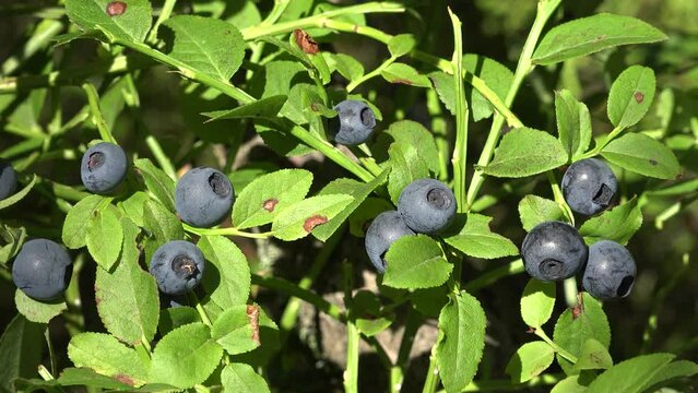 Huckleberry Bush in Wood, Berries, Forest Fruit in Mountains, Wild Bilberries, Blueberries, Huckleberries, Vaccinium Corymbosum