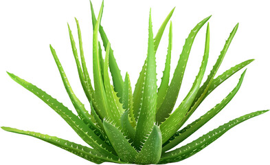 Fototapeta premium aloe vera plant isolated on transparent background