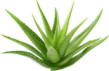 Fototapeta premium aloe vera plant isolated on transparent background