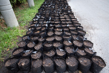 bag of soil for planting trees. arranged in an orderly manner, saplings in plant nursery bags,...