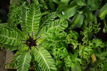 top view photo of a Asplenium Fern with a beautiful crinkled leaf shape. It is a plant that needs...