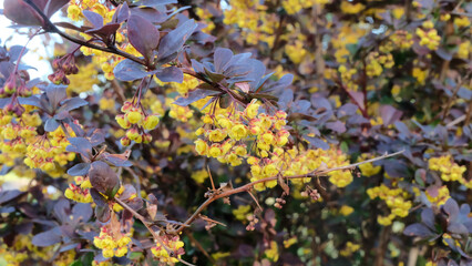 Blooming barberry (Bérberis), selective focus, horizontal orientation