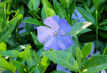 Purple periwinkle flower among the greenery in the grass, selective focus, horizontal orientation