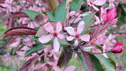 Pink flowers of decorative apple tree, selective focus, horizontal orientation