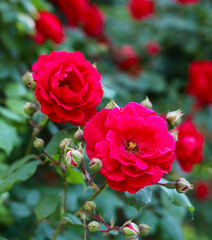Rose red flower bushes, background